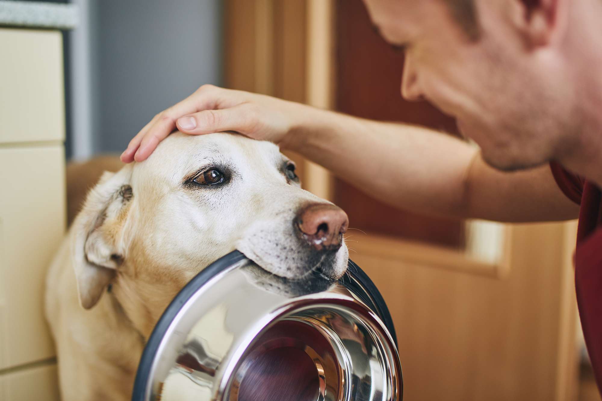 Cannabis y su uso en la medicina veterinaria: perspectiva legal y jurisprudencia en Chile