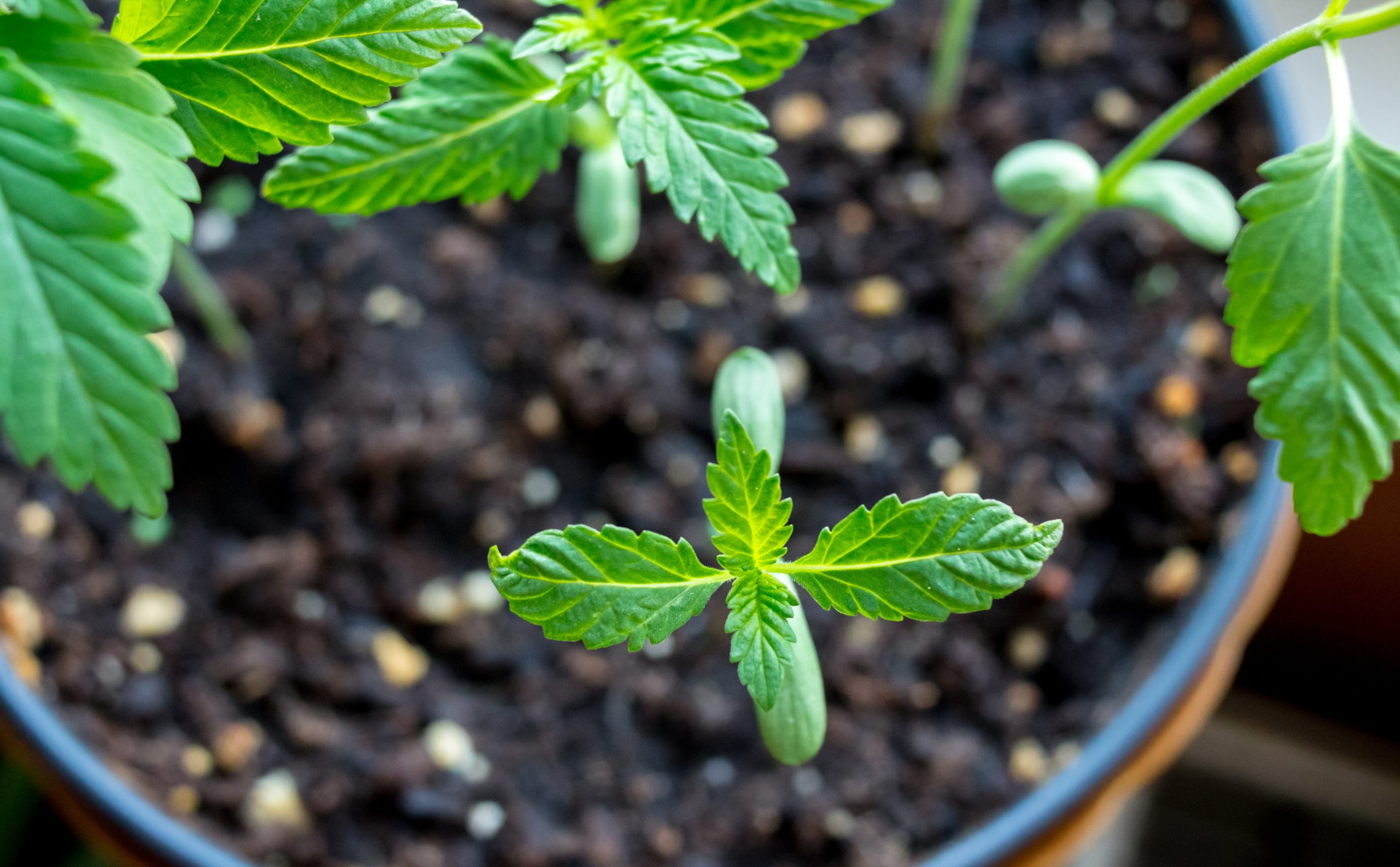 Comisión de Seguridad Pública del Senado aprueba autocultivo personal de cannabis con fines medicinales