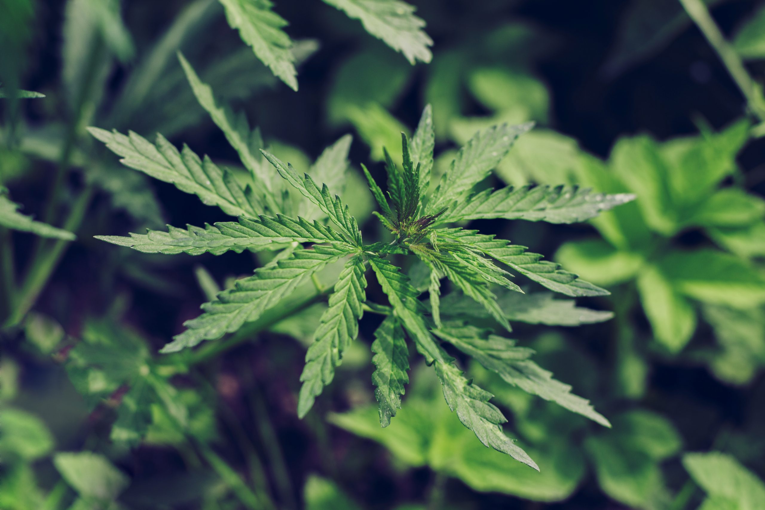 Activista cannábico enfrenta dura persecución por uso medicinal de cannabis