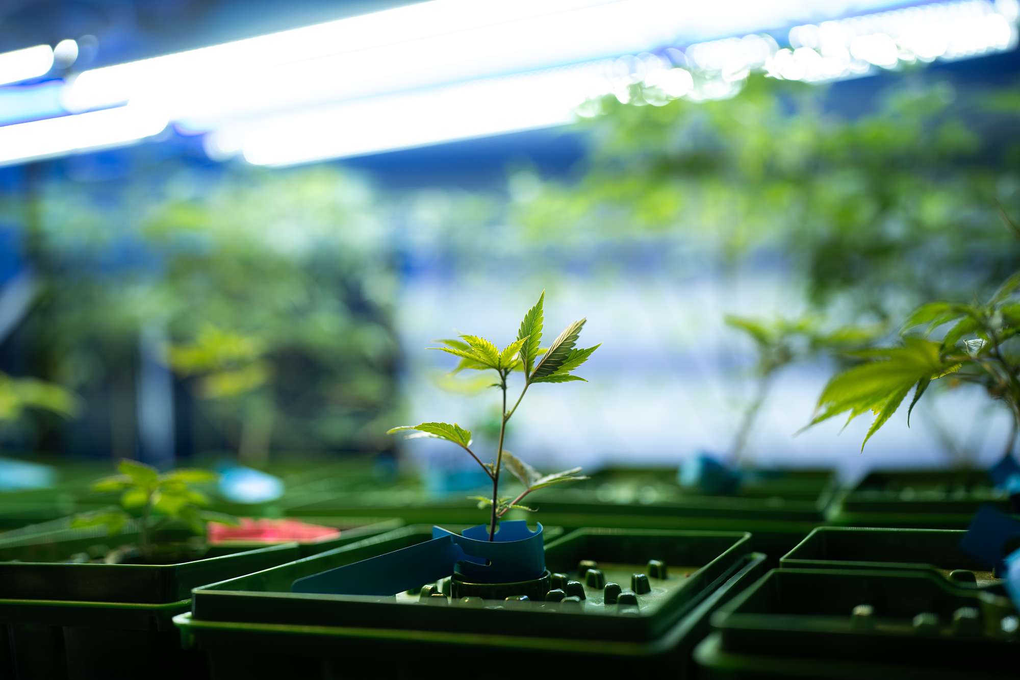 TOP de Talca decreta sobreseimiento de psicólogo por uso medicinal de cannabis para tratar lumbalgia crónica y glaucoma